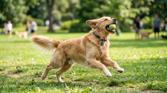 Why Playtime is Important for Your Pet